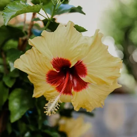 Villa Angelika Nea Iraklitsa Kavala