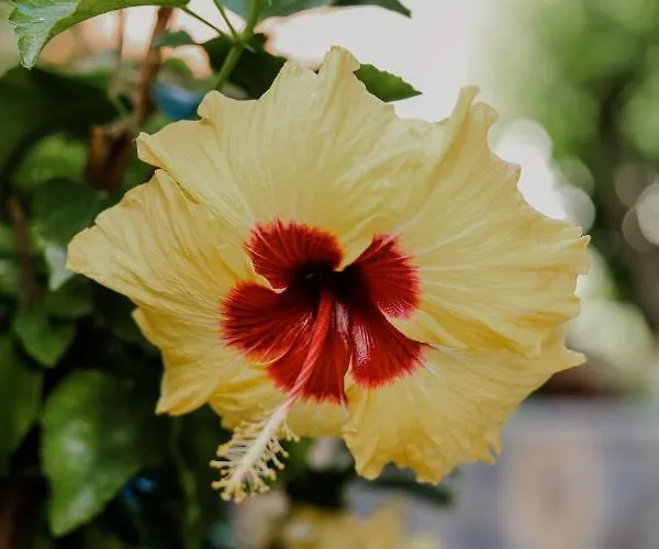 Vila Angelika Nea Iraklitsa